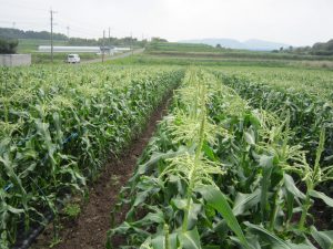 japanese-gold-rush-white-corn-farm