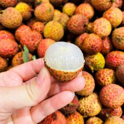 Salathiel (Lou Mai Chee) Lychee