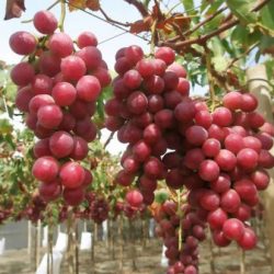 sweet-scarlet-red-seedless-grapes-farmer