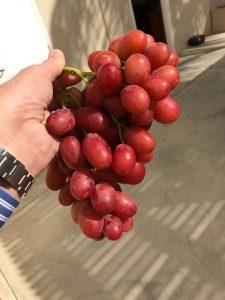 sweet-scarlet-red-seedless-grapes-fresh