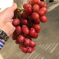 sweet-scarlet-red-seedless-grapes-fresh