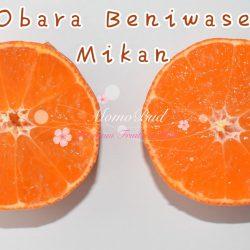 Obara Beniwase Mikan