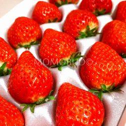 Sanuki Hime Strawberry closeup