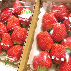 Japanese Nyoho Strawberry