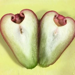 Taiwan Black Pearl Jambu cross section Taiwan Black Pearl Jambu cross section