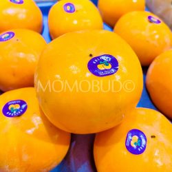 New Zealand Holyoak Fuyu Persimmon