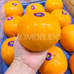 New Zealand Holyoak Fuyu Persimmon on hand 1