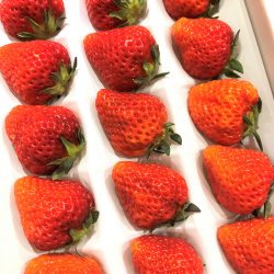 Echigohime Strawberry