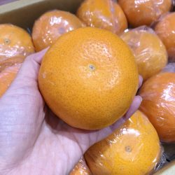Taiwan Honey Murcott Mandarin Orange