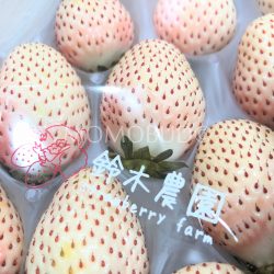Shizuoka Pearl White Strawberry