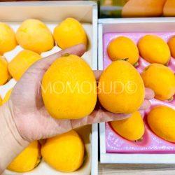 Japanese Jumbo Amaka vs Nagasaki Loquat size 1