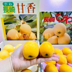 Japanese Jumbo Amaka vs Nagasaki Loquat size 3 sq