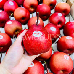 New Zealand Piqa Boo Pear on hand New Zealand Piqa Boo Pear on hand