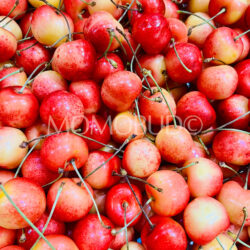 Canadian Rainier Cherries 1