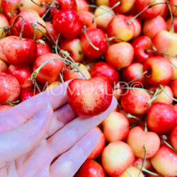 Canadian Rainier Cherry