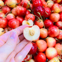 Canadian Rainier Cherry cross section