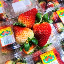 Australian Son Grower Strawberry 1