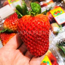 Australian Son Grower Strawberry
