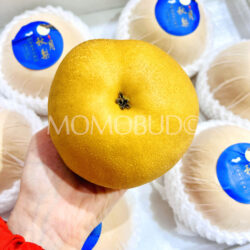 China Autumn Moon Pear 1 China Autumn Moon Pear 1