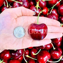 Chilean Rose Frisco Red Cherry size comparison 34mm+ sq Chilean Rose Frisco Red Cherry size comparison 34mm+ sq