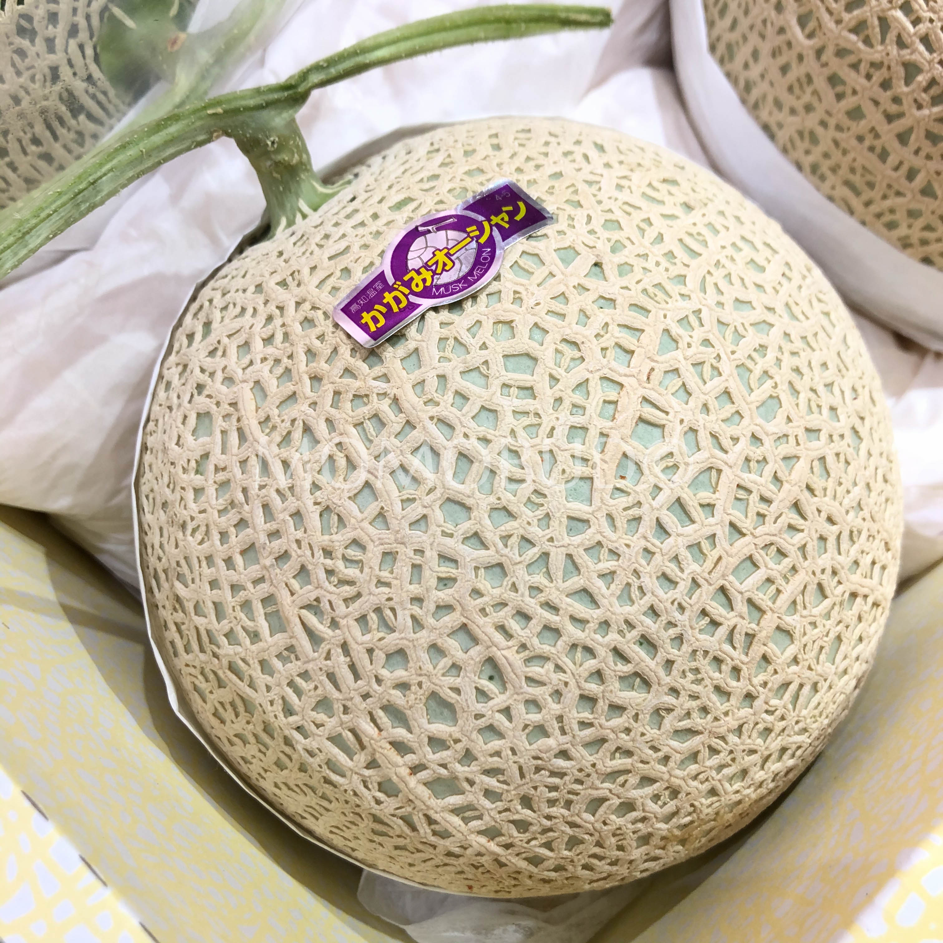 Japanese Aichi Muskmelon — MomoBud