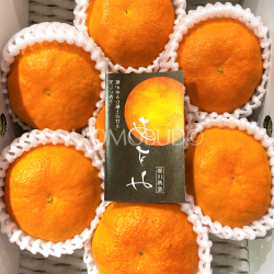 Japanese Asumi Mikan