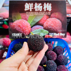 Black Chinese Bayberry