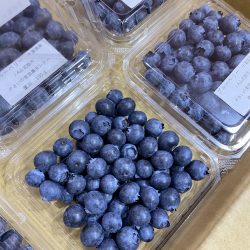 Japanese Blueberry