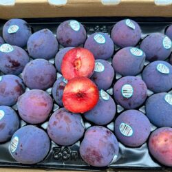 Family Tree Farms Midnight Rose Apriums Family Tree Farms Midnight Rose Apriums