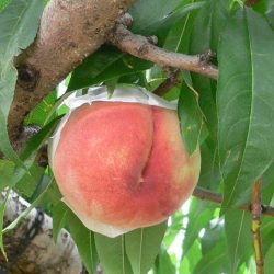 Japanese Kanouiwa Hakutou Peach Tree