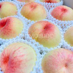 Japanese Wakayama Shimizu White Peach 1