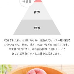 Takumi no Momo Hakuhou Peach 1 Takumi no Momo Hakuhou Peach 1