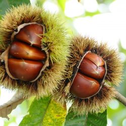 Japanese Chestnut tree