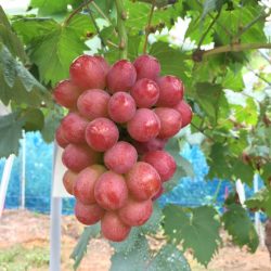Japanese Muscat Piore Red Grapes farm