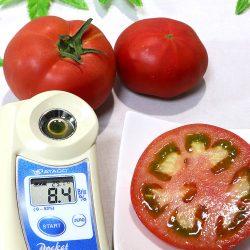 Japanese Haruka Eight Tomato 8 degree sweetness