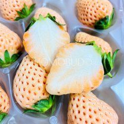 Japanese Awaji Island Berry Strawberry