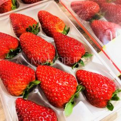 Japanese Nara Kotoka Strabwberry