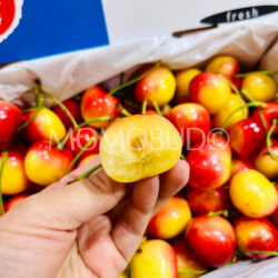 Suncrest Orchards Ferrador White Cherry cross section Suncrest Orchards Ferrador White Cherry cross section