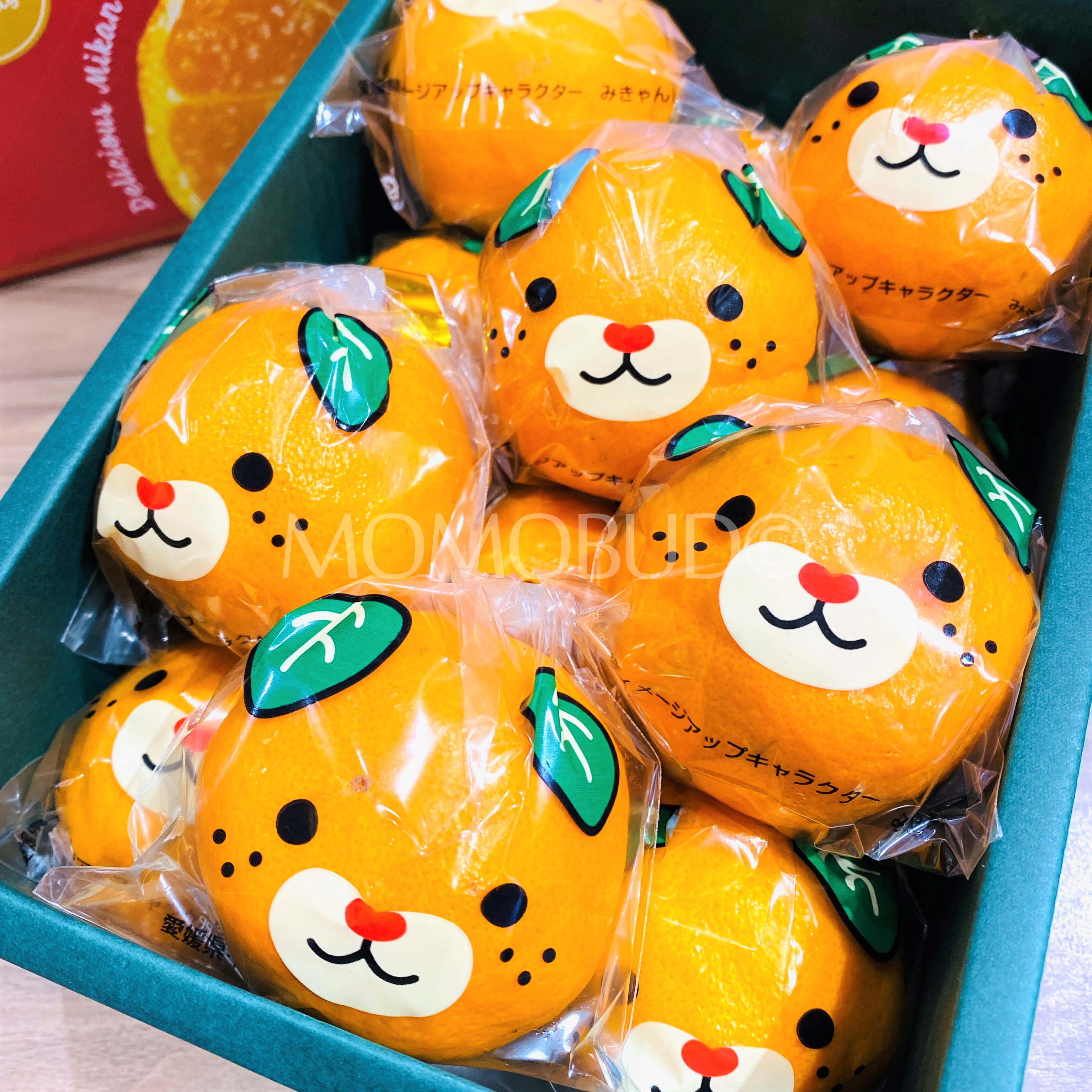 Japanese Ehime Mican Mikan Mandarin Orange T Box 12kg — Momobud 1900