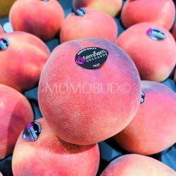 Temhem Orchards White Peach