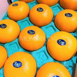 Japanese Ehime Setoka Orange