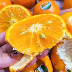China Organic Holy Fresh Mandarin Orange