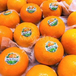 China Organic Holy Fresh Mandarin Orange