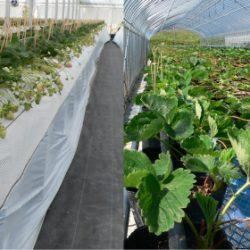 Japanese Awaji Island Berry Strawberry Farm