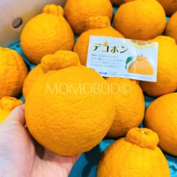 Japanese Dekopon Orange 1