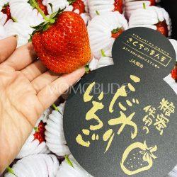 Japanese Kikuchi no Manma Hinoshizuku Strawberry