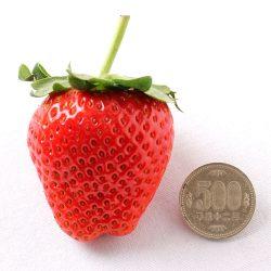Japanese Kikuchi no Manma Hinoshizuku Strawberry size