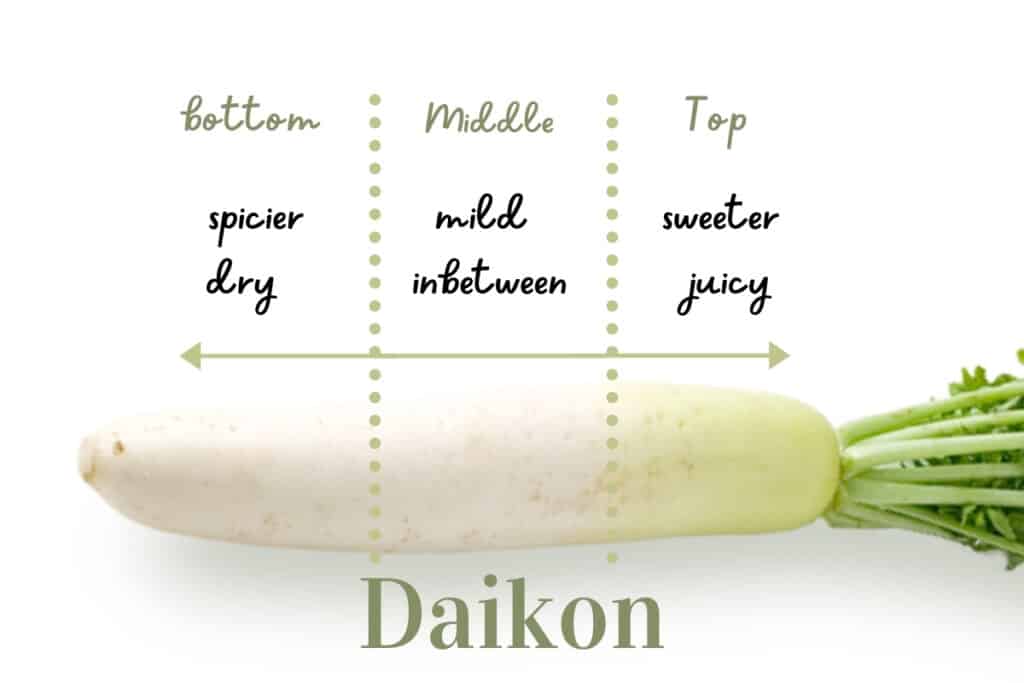 daikon-radish-information-and-facts-45-off-rbk-bm