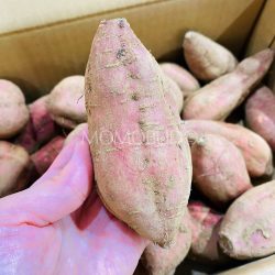 Tanegashima Annou Sweet Potatoes