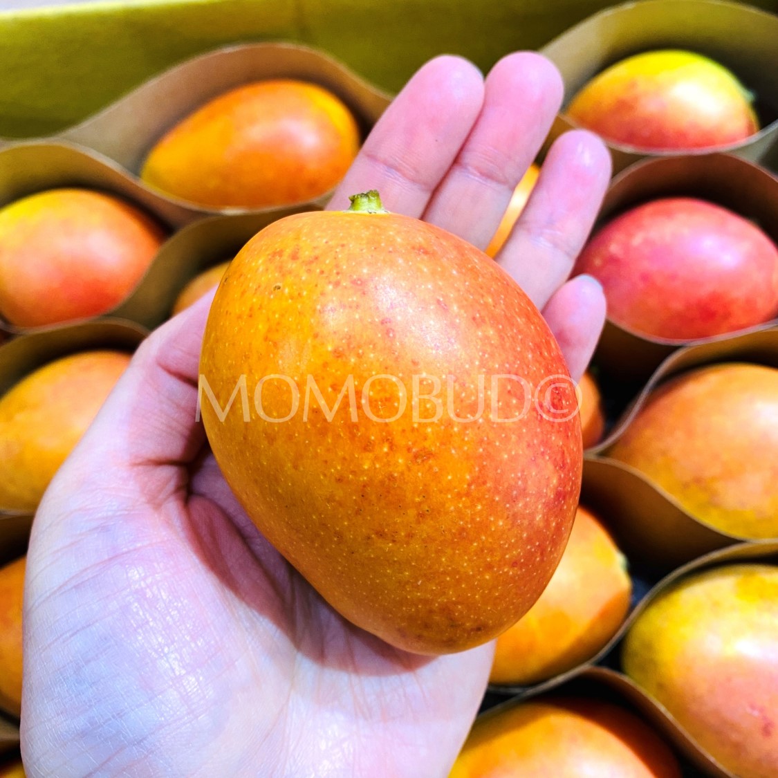 Colombia Mini Sugar Mango Box (2kg) — MomoBud